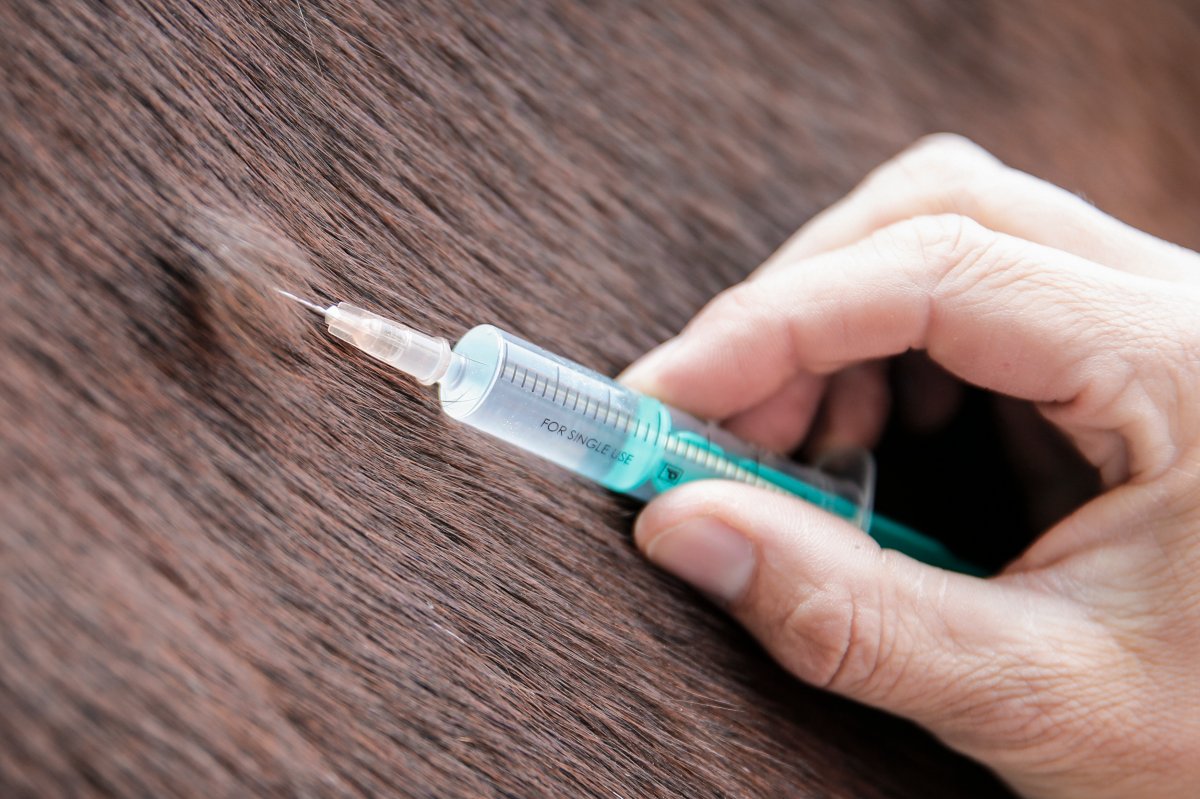 File photo of a subcutane injection in a horse on May 11, 2015 in Munich, Germany.