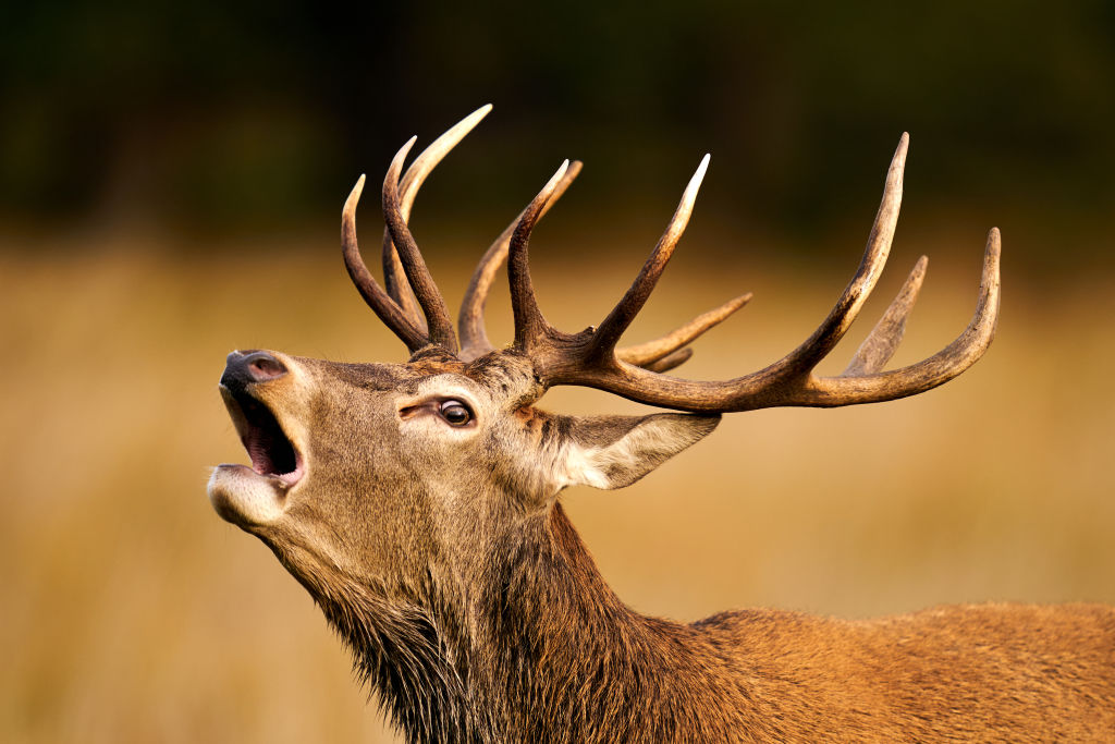 Deer in rutting season. 