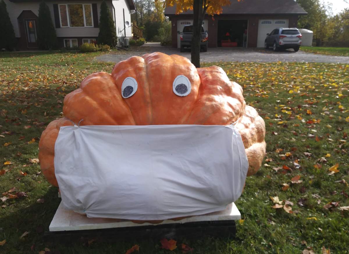 The other pumpkin weighing nearly 1,600 pounds.