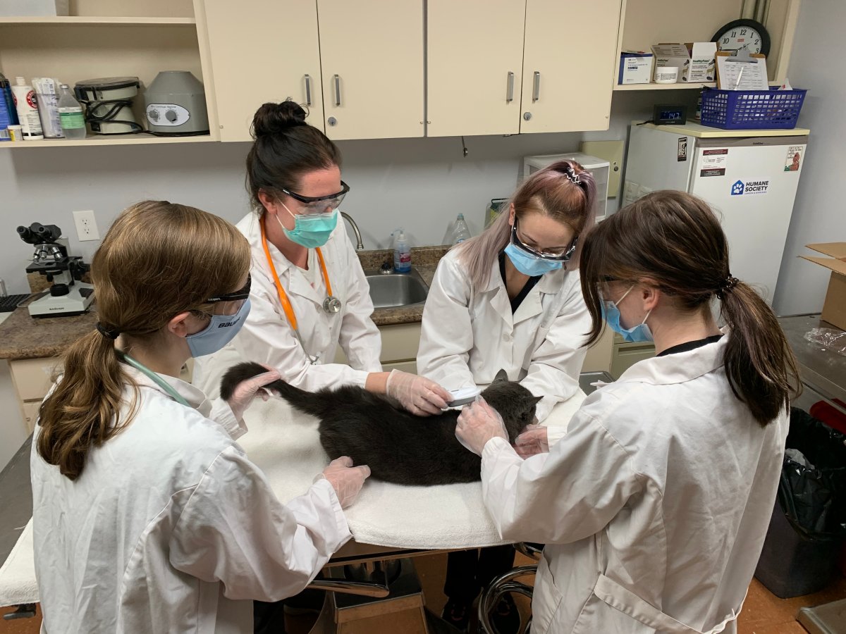 A cat being examined at HSLM. 
