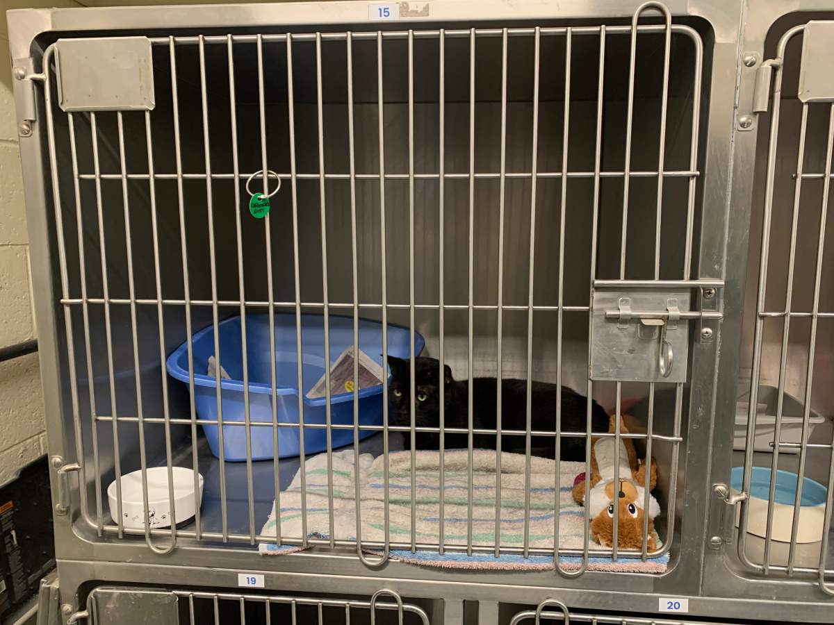 One of the cats surrendered to the HSLM on Tuesday.