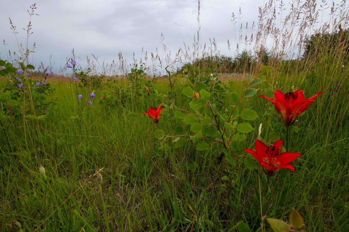 The land in the new conservation area in Asquith, Sask.