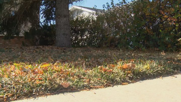 Leave it be - there a few benefits of keeping leaves on your lawn through the winter.