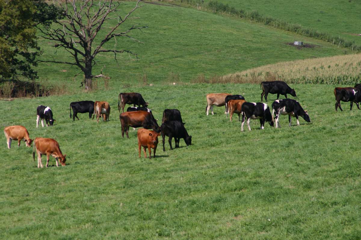 Lethbridge County says livestock has been extremely successful in recent years, with a recently-released report showing it contributes more than $500 million to the GDP.