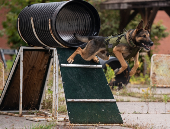 Essex County OPP K9 Maximus is celebrating his 100th capture with OPP.