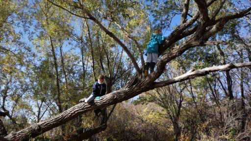 Children taking part in an outdoor adventure club climb trees in Wascana Park on Oct. 7, 2020