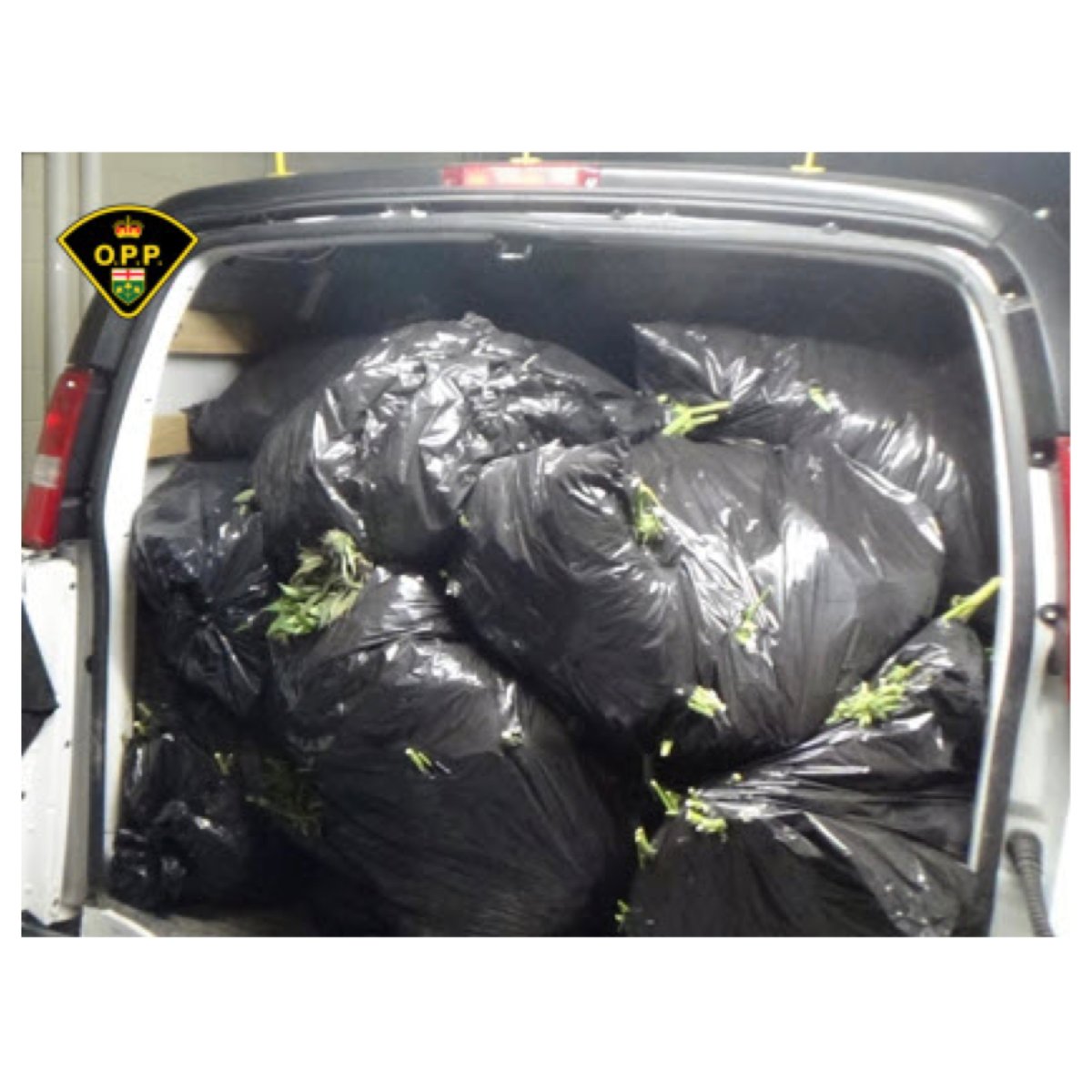 Cannabis seized by OPP in Quinte West.