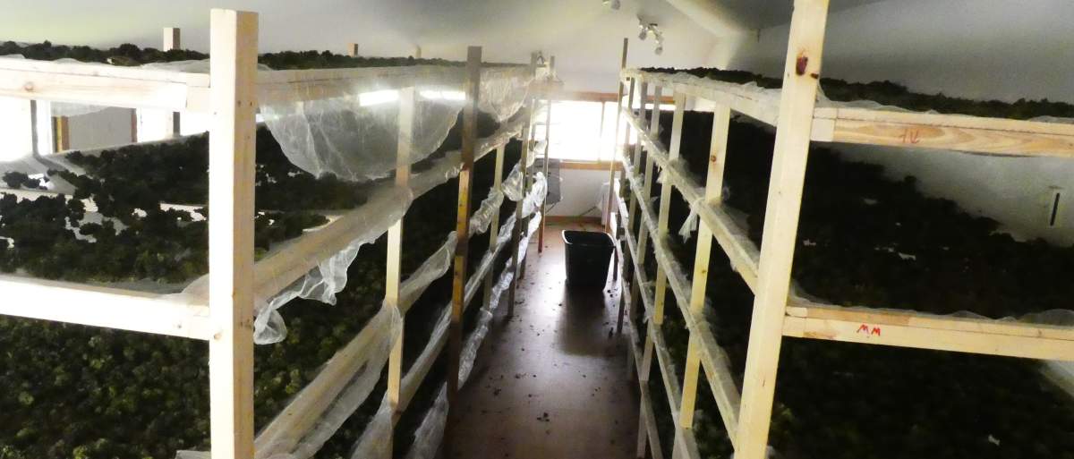 A photo provided by OPP following the reported bust at the rural property.