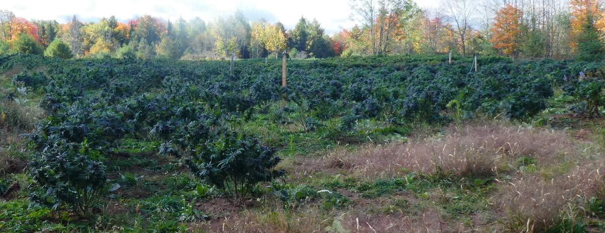 According to police, officers reportedly seized a total of 3,386 outdoor marijuana plants, 525 pounds of marijuana buds, and some grow equipment.