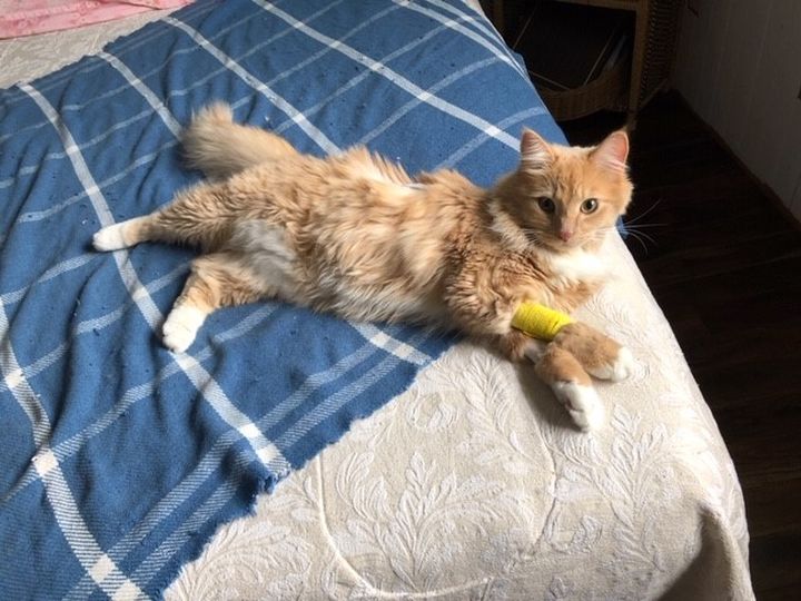 Wookie the cat is recovering at home after his owner says he was shot by a pellet gun in Calgary, Oct. 27, 2020.