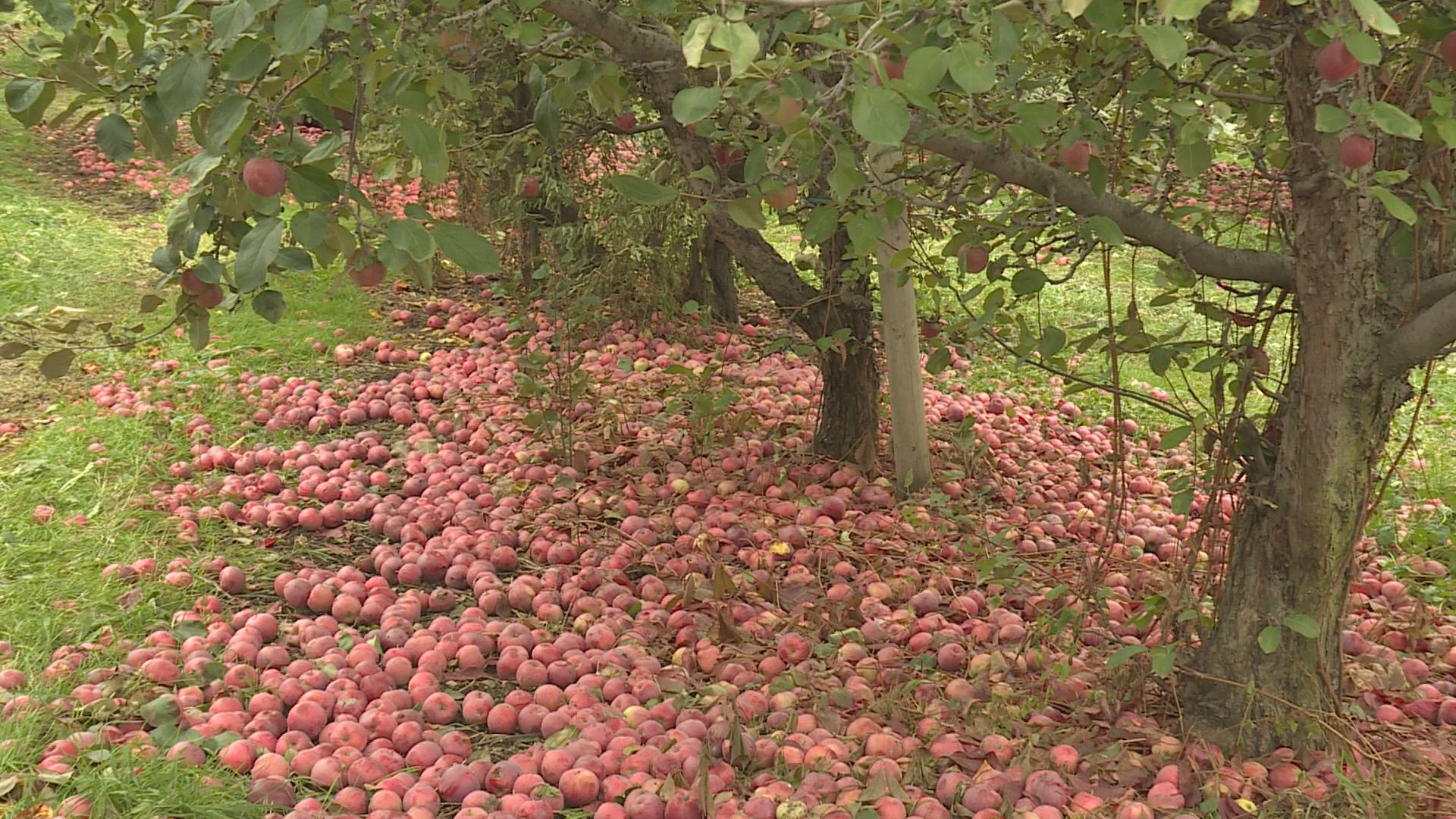 Financial support for farmers announced as BC Tree Fruits files for creditor protection