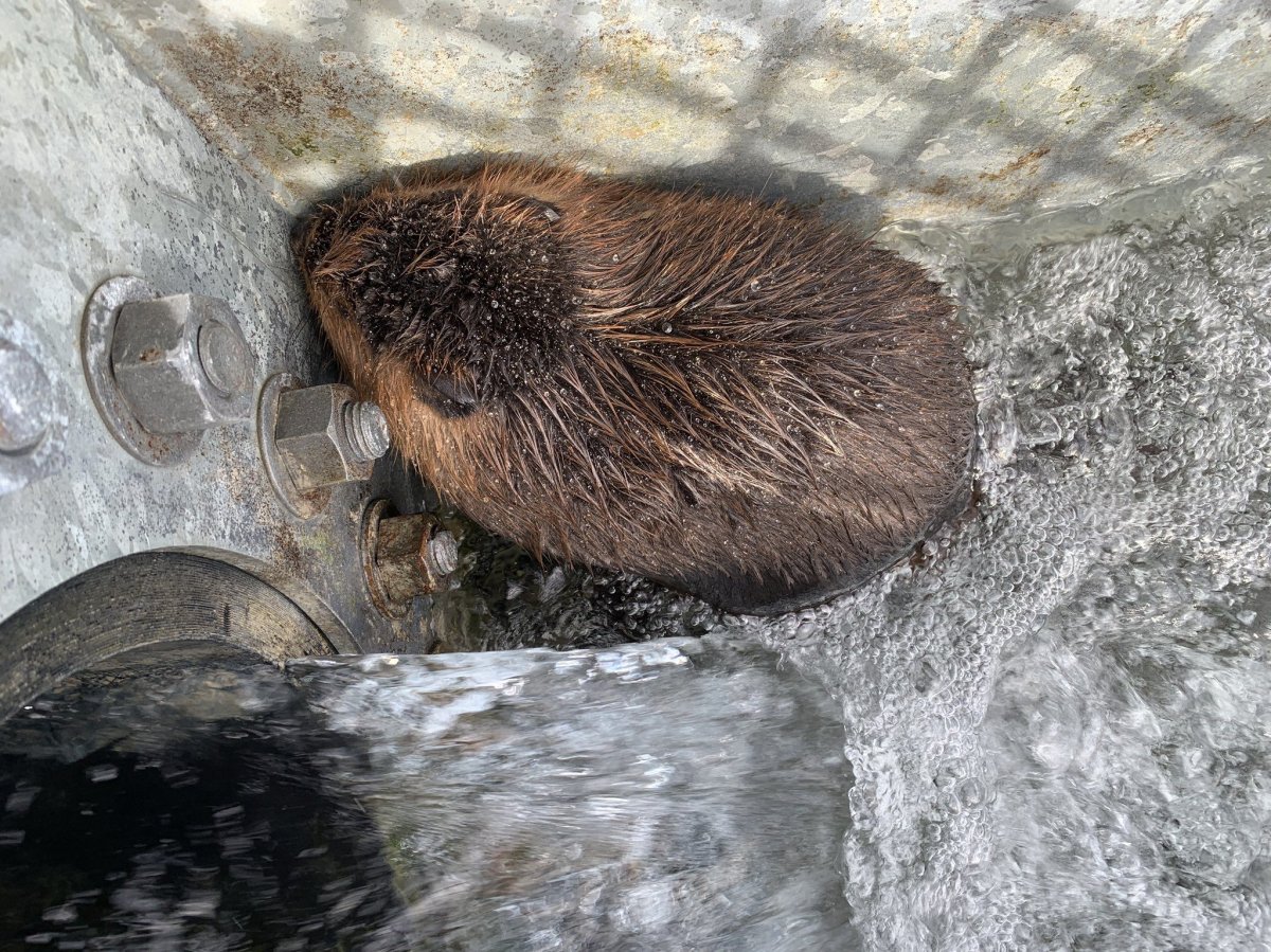 A beaver in Calgary needed help out of a storm drain on Sunday, Oct. 11, 2020.