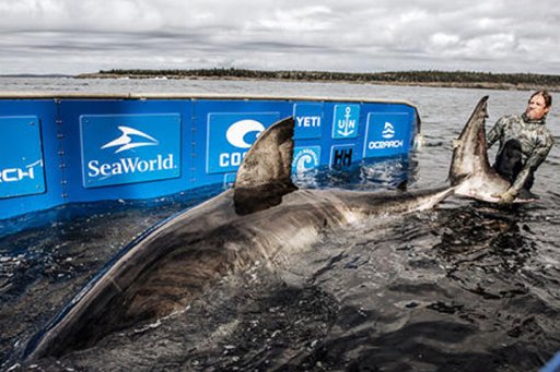 A large great white shark, dubbed Nukumi, is shown in this handout photo shared by OCEARCH on Oct. 3, 2020.