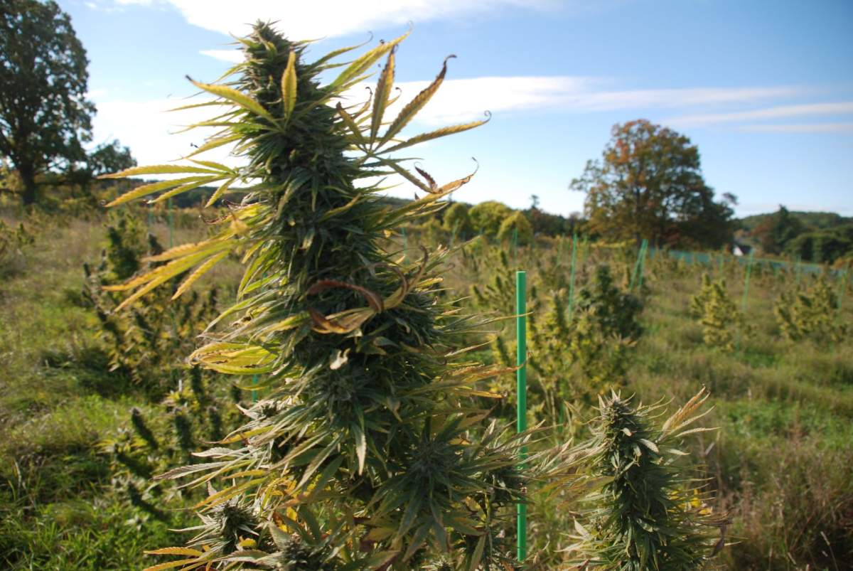 The federal government legalized cannabis two years ago Oct. 17. 