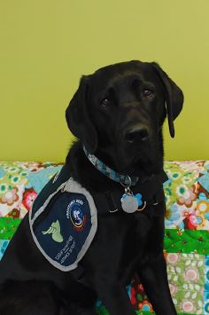 Edmonton’s Zebra Child Protection Centre support dog Captain.