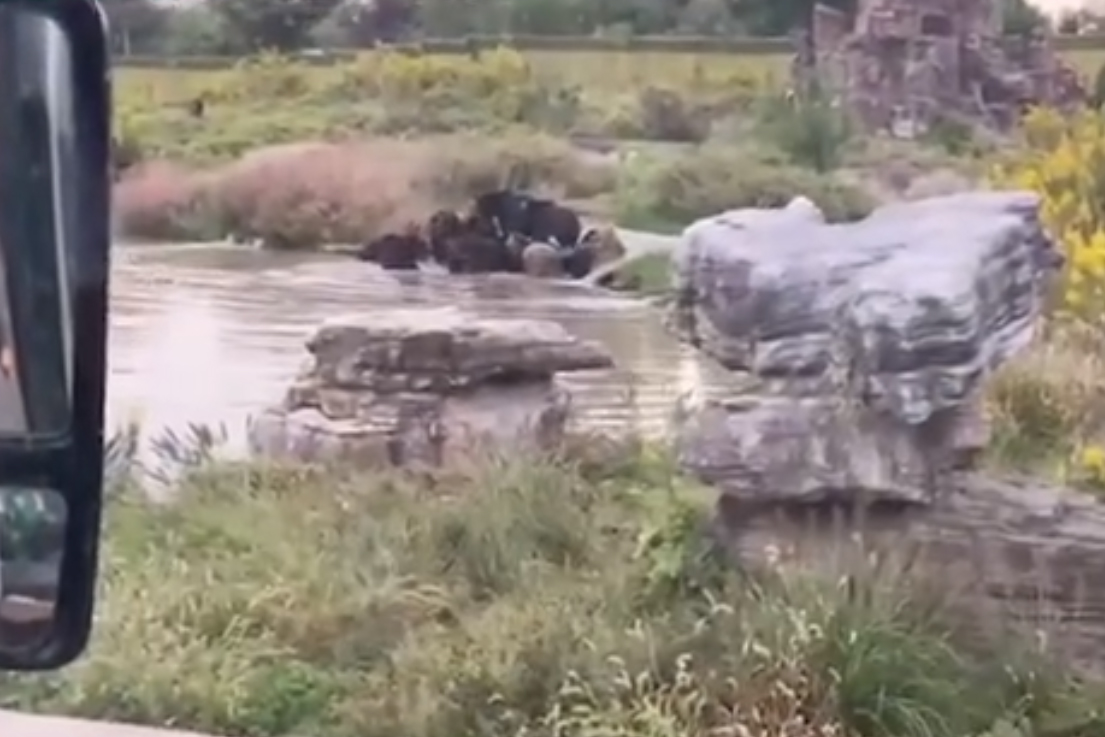 Several bears are shown after attacking a zookeeper in Shanghai, China, on Oct. 17, 2020.