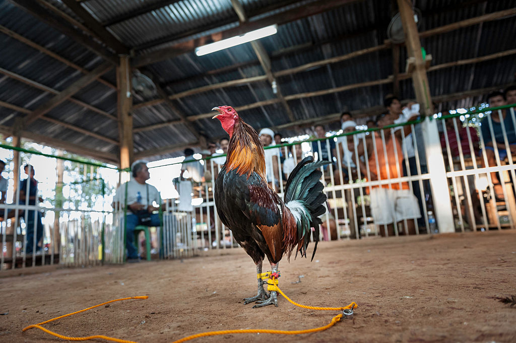 A rooster is shown before a cockfight in Coron, Philippines on Feb. 18, 2012.