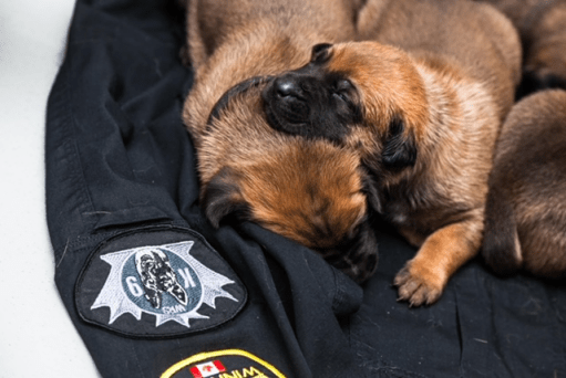 Winnipeg K9 Unit introduces new puppies.