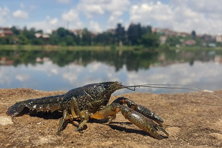 A marbled crayfish is shown in this file photo.