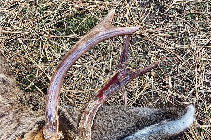 A euthanized deer's bloodied antlers are shown after it attacked a woman in Black Forest, Colo.