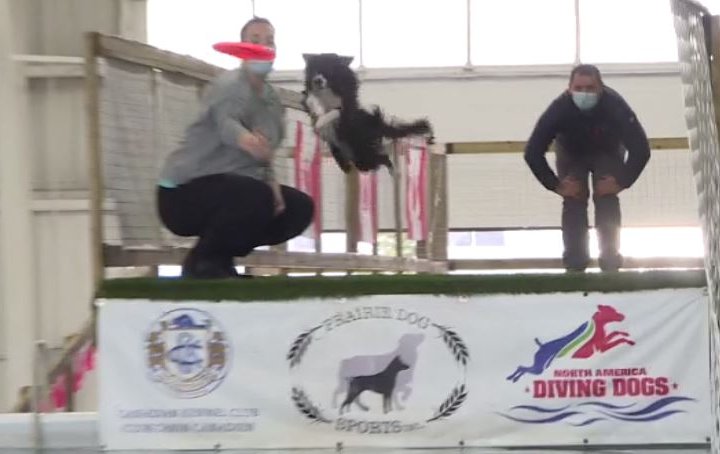Dog diving competition taking place in central Alberta this weekend