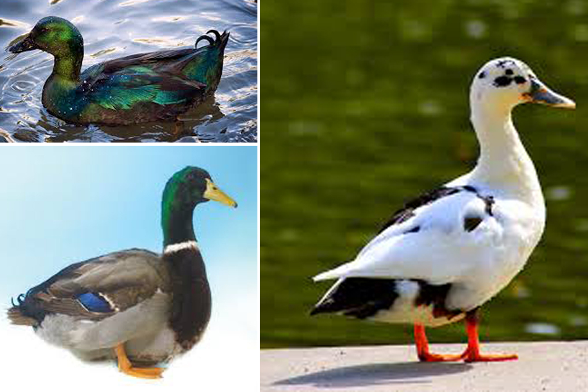 Twenty-one ducks were reported missing in Norfolk County last week.