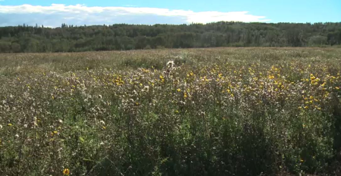 Proposed site for Epcor solar farm.