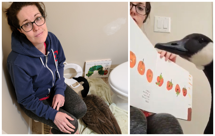 Cai’lin Kroon welcomed a feathered guest into her home on Friday, Oct. 16, 2020.