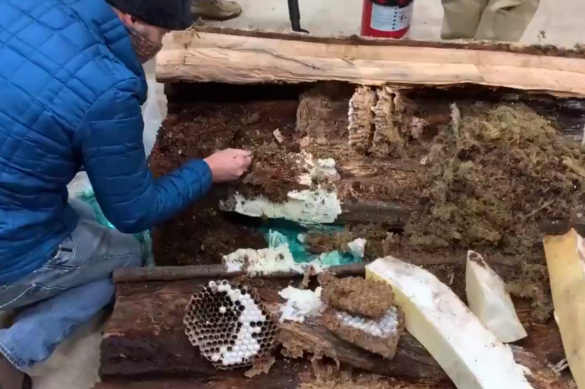 A log containing an Asian giant hornet nest is shown at a Washington State University facility on Oct. 29, 2020.