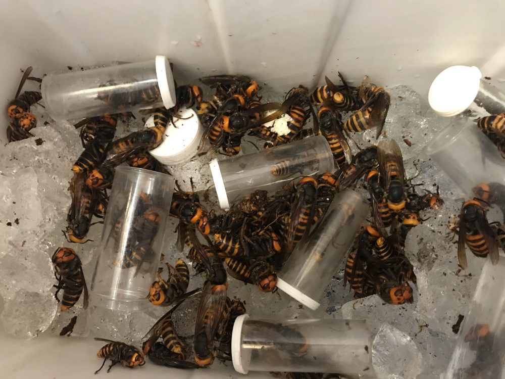 Several Asian giant hornets are shown in a cooler at Washington State University’s Puyallap Research and Extension Center on Oct. 29, 2020.