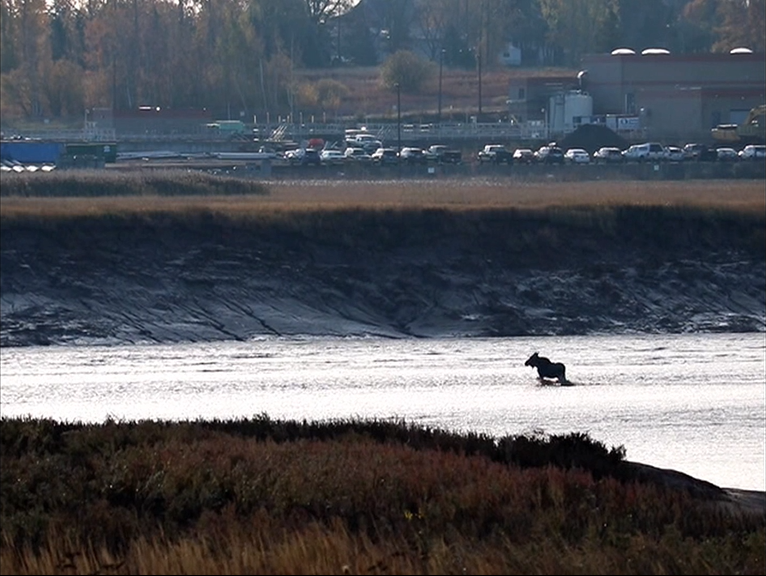 A young bull moose got stuck in mud along the Petitcodiac River.