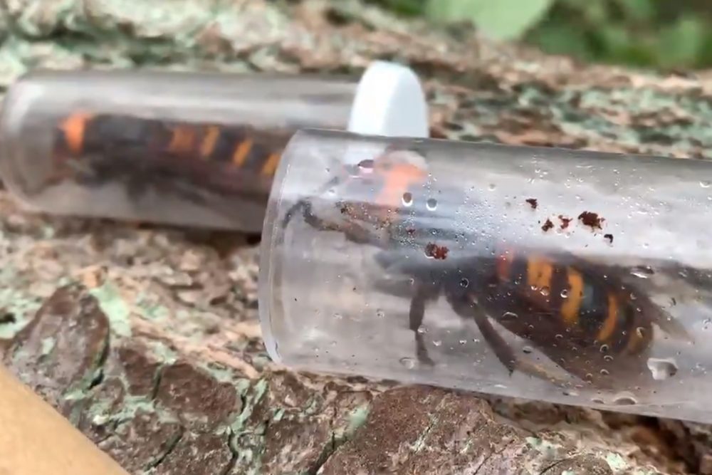 Two captive Asian giant hornet queens are shown in Washington state on Oct. 28, 2020.