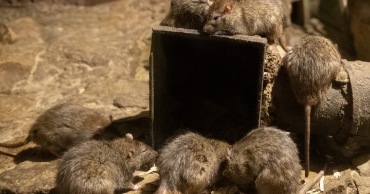 List of Ontario’s ‘rattiest’ cities released: Did your hometown make the cut?