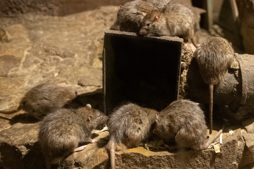 Several rats are shown together in this March 26, 2019 file photo.
