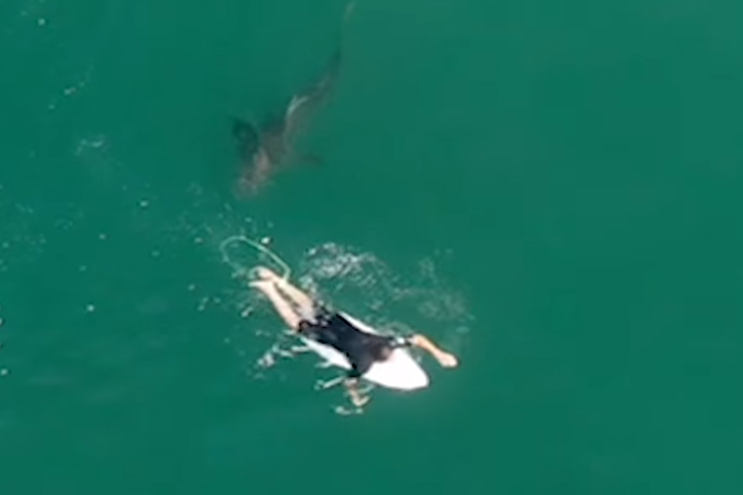 Surfer Matt Wilkinson is shown with a white shark off Sharpes Beach in Ballina, New South Wales, Australia on Oct. 7, 2020.