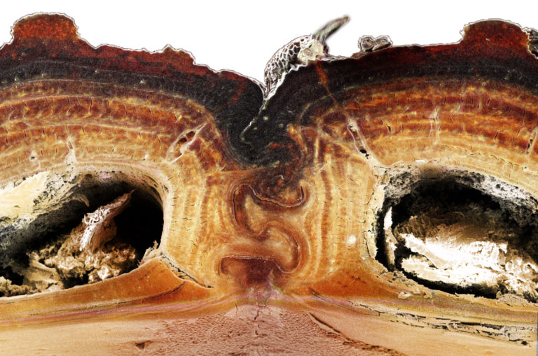 This cross section view shows the jigsaw puzzle-like joint between each elytron on the diabolical ironclad beetle.
