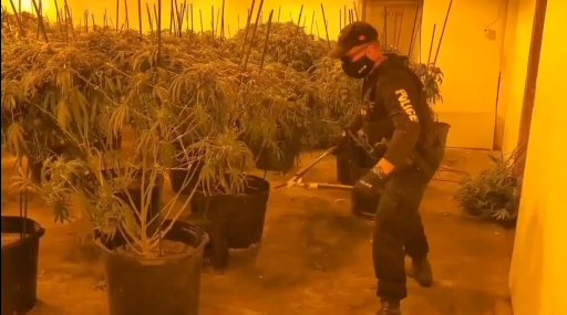 OPP and Ontario’s Cannabis Enforcement Team remove plants from an unlicenced grow-op in Simcoe county on Wednesday, Oct 7, 2020.