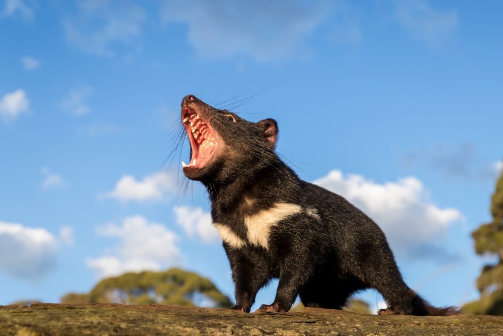 A Tasmanian devil is show in this handout photo.