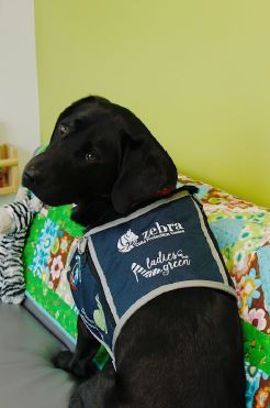 Edmonton’s Zebra Child Protection Centre support dog Triggs.