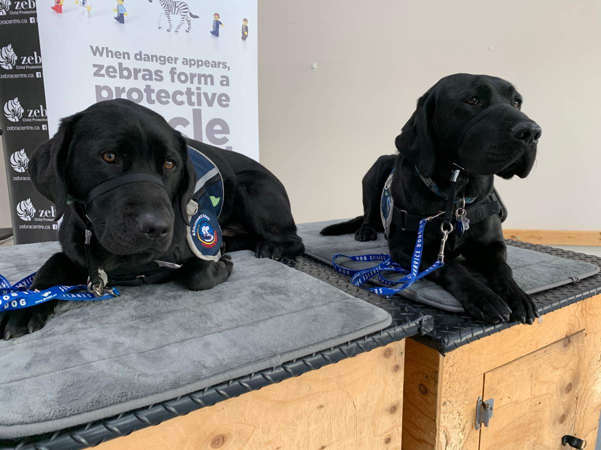 Edmonton's Zebra Child Protection Centre welcomes two new support dogs Thursday, Oct. 15, 2020.
