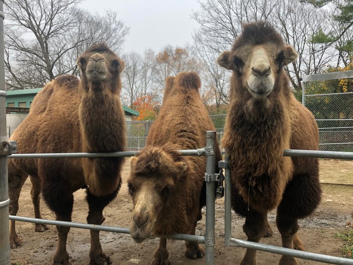 Riverview Park and Zoo in Peterborough offering free guided tours
