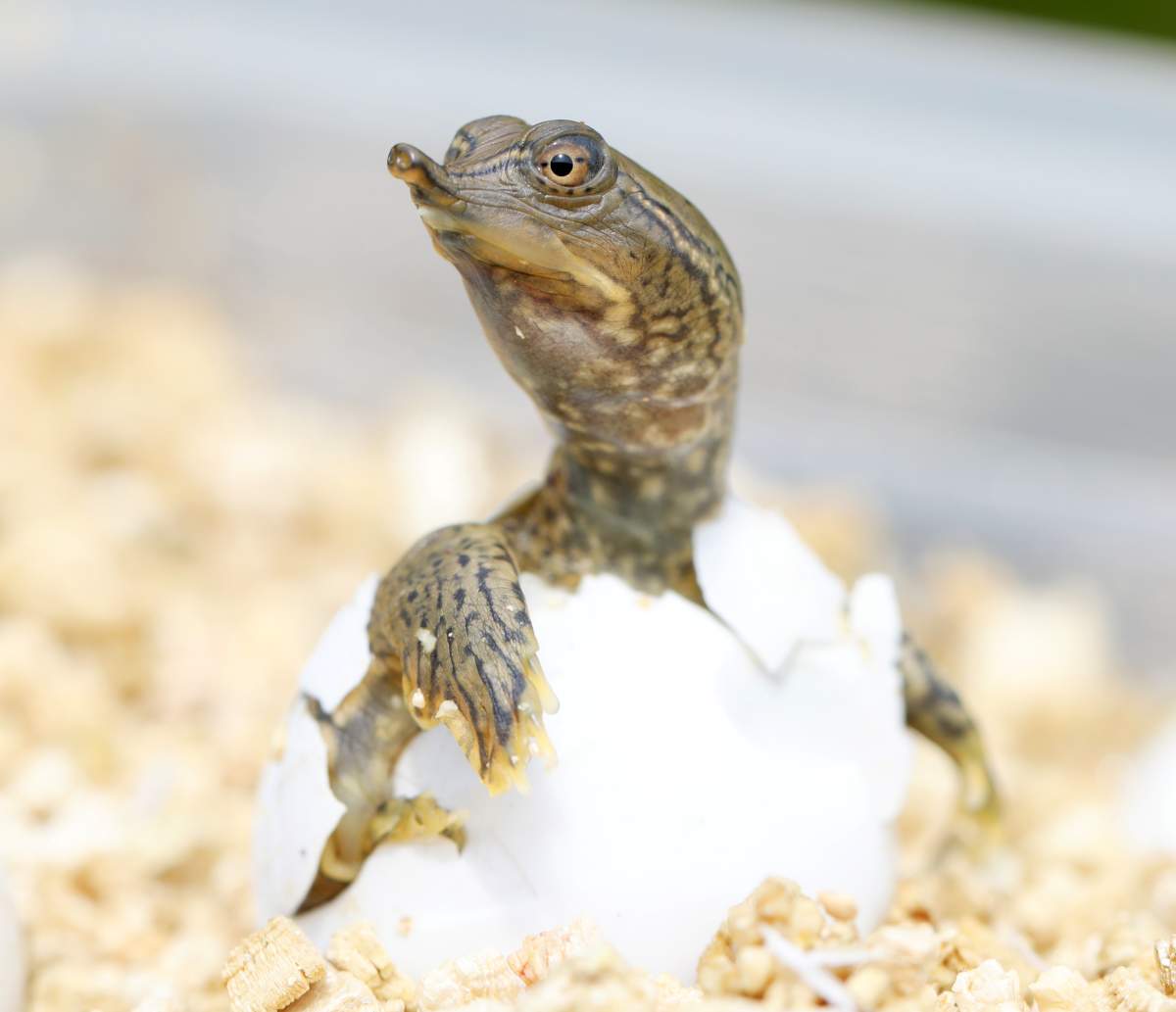 A spiny softshell turtle hatchling.