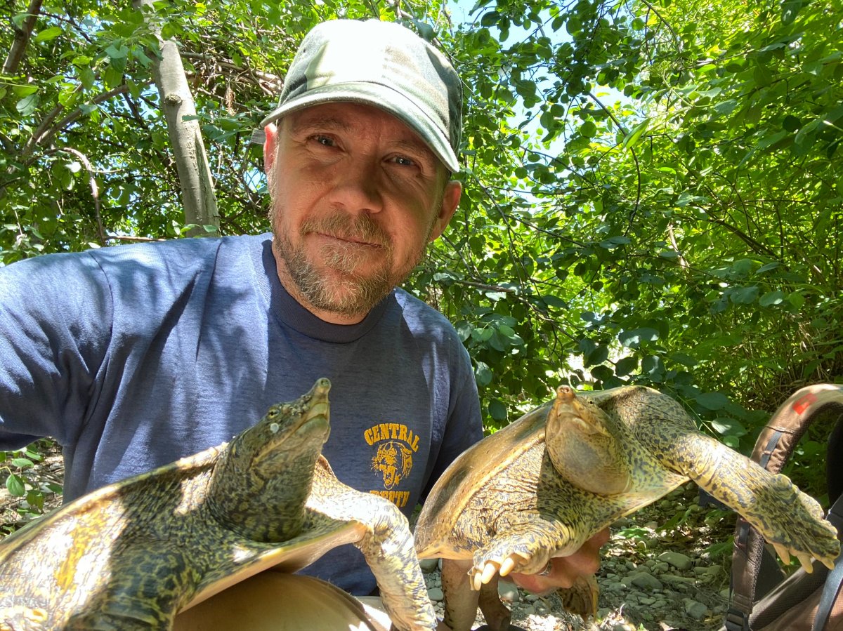 FILE - Scott Gillingwater with two adult softshell turtles.