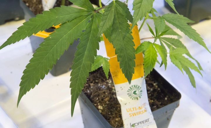 Cannabis seedlings are seen at the new Aurora Cannabis facility Friday, November 24, 2017 in Montreal.