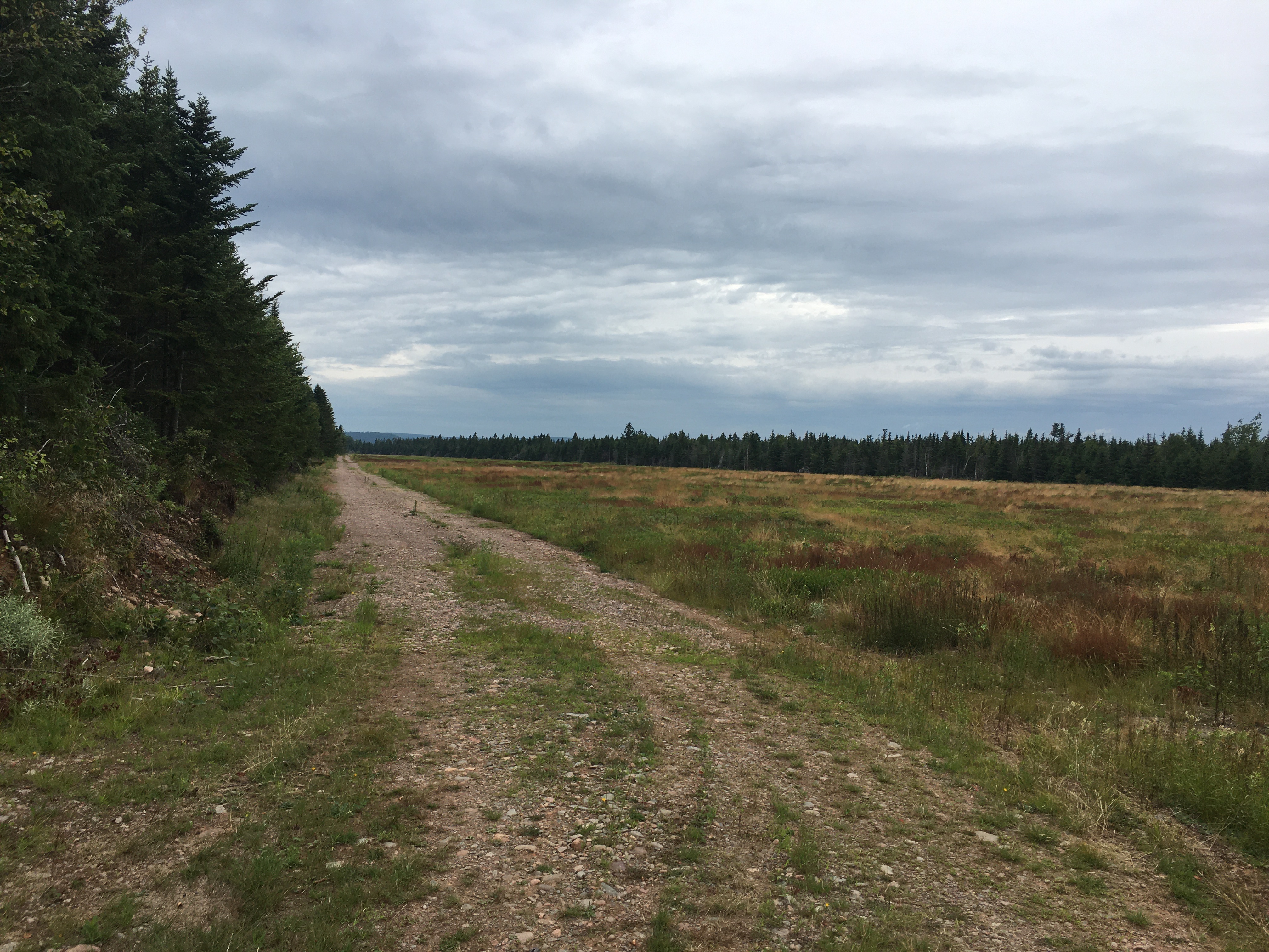 View of the blueberry field road, looking toward Brown Loop and the entrance to Highway 2.