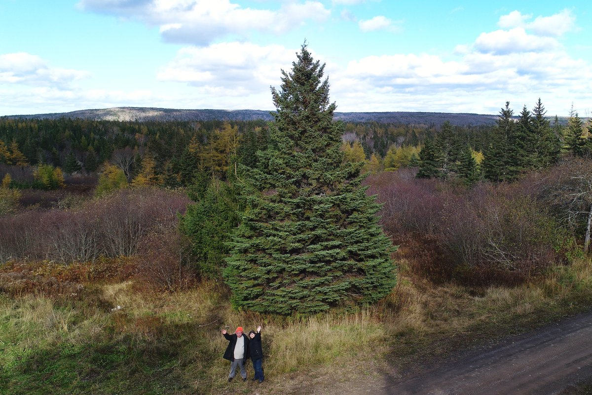 A 45-foot white spruce will be on its way from Cape Breton to Boston Common, where it will be lit in December.