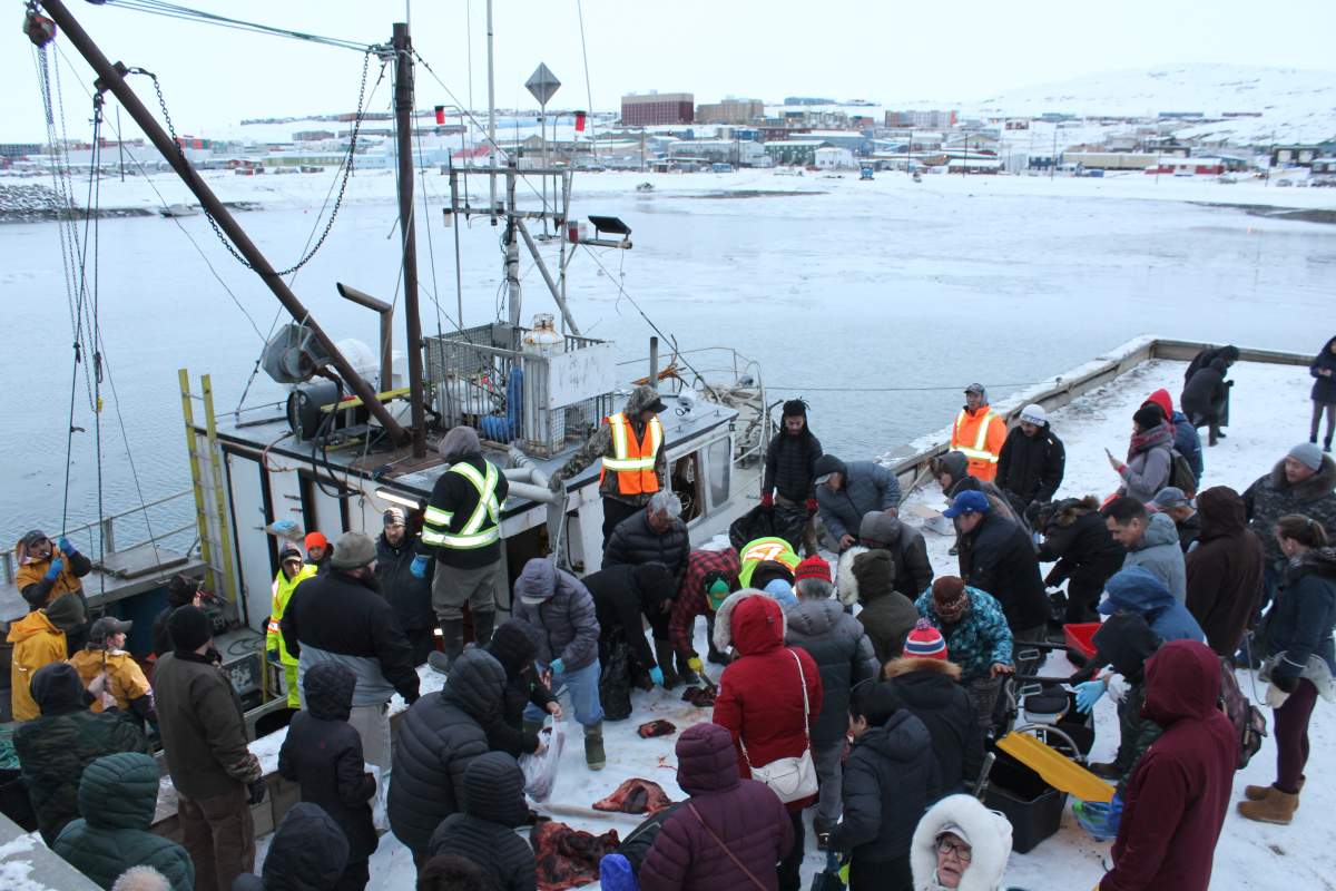 Iqaluit residents get their share of freshly-caught walrus after the community's annual walrus hunt wrapped up a successful harvest on Wednesday, October 28, 2020. 