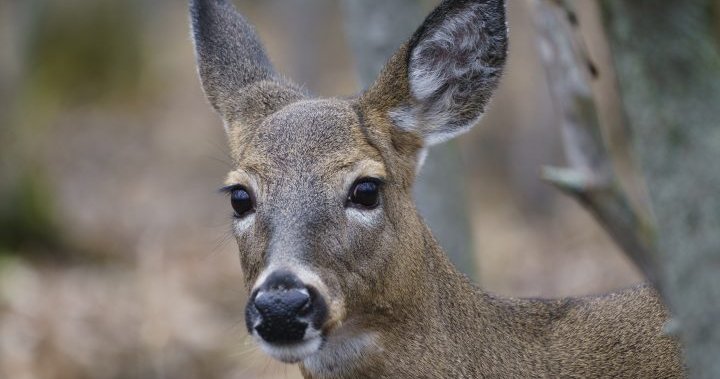 Manitoba orders deer cull after second case of chronic wasting disease discovered