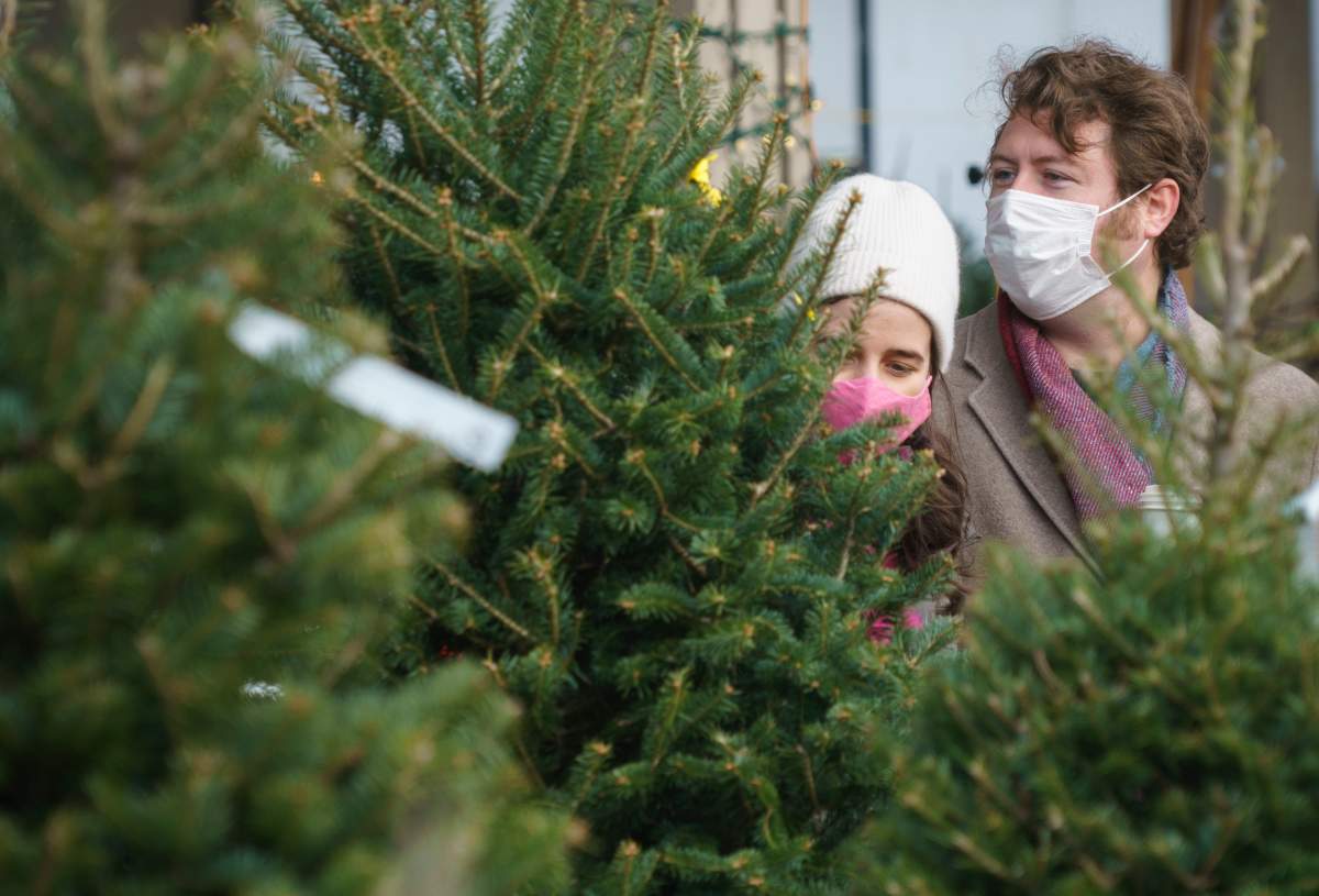 A couple shops for a Christmas tree at a farmers market in Montreal, Friday, Nov. 20, 2020. 