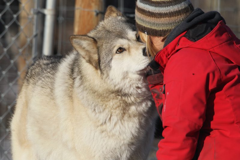 Angie Birch, sanctuary volunteer, greets Wolfdog “Rue” at the Yamnuska Wolfdog Sanctuary, Cochrane Alberta on Monday, Nov. 23, 2020.